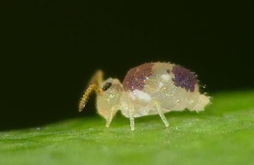 Deuterosminthurus bicinctus
